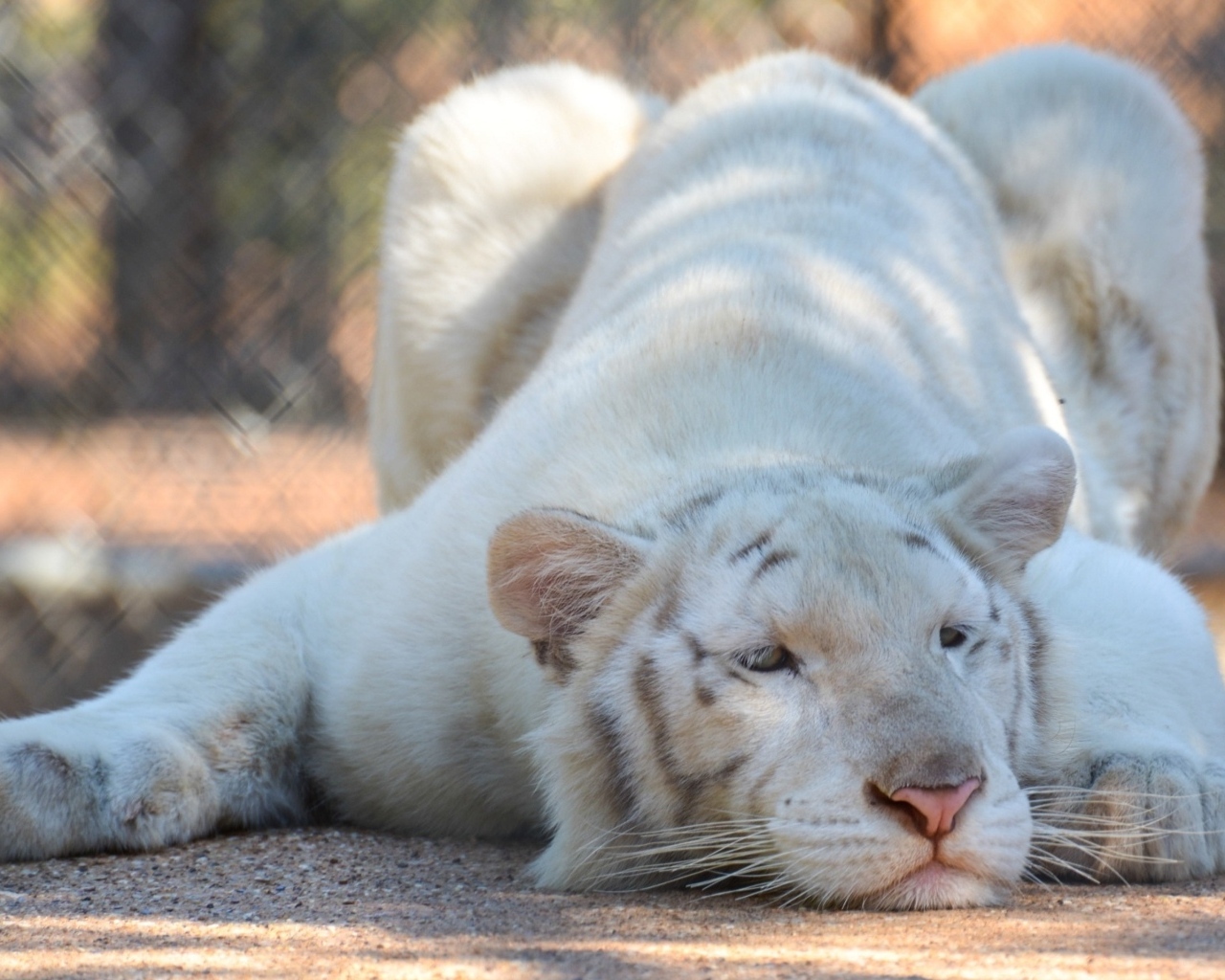 Большой белый тигр в зоопарке