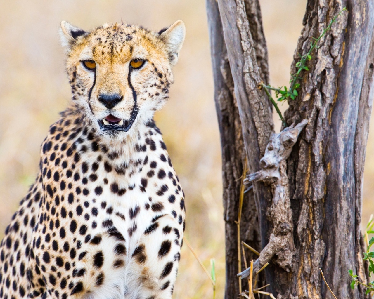 Гепард сидит у старого сухого дерева