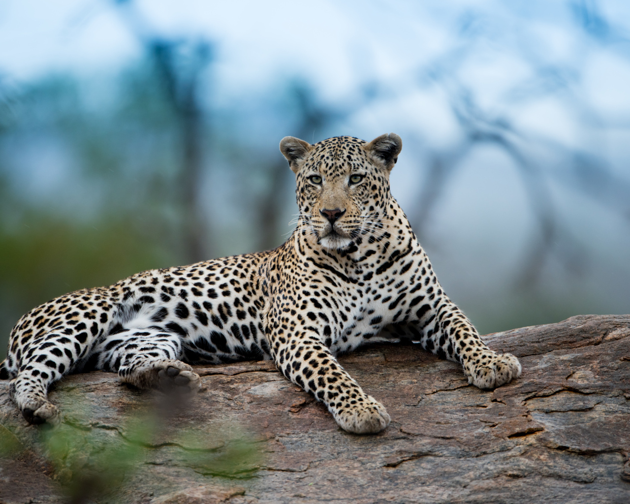 Большой африканский леопард лежит на дереве