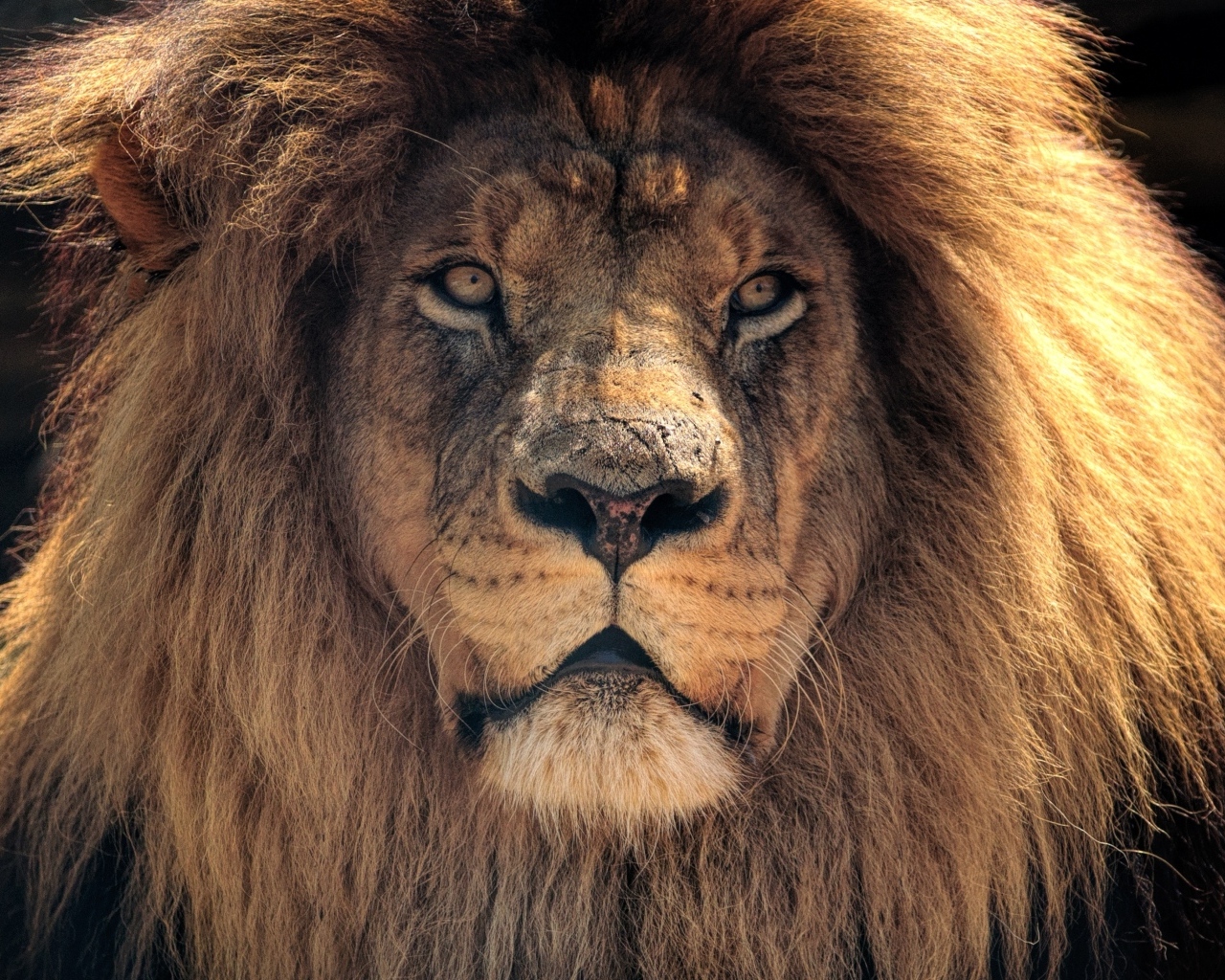 Большой лев с пышной гривой