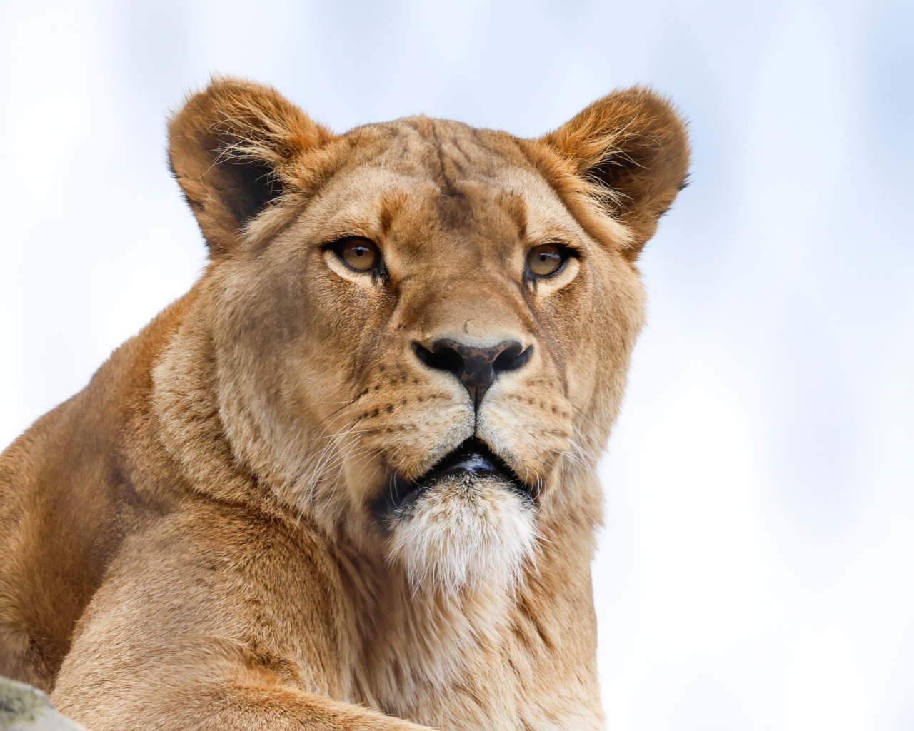 Большая львица на фоне голубого неба