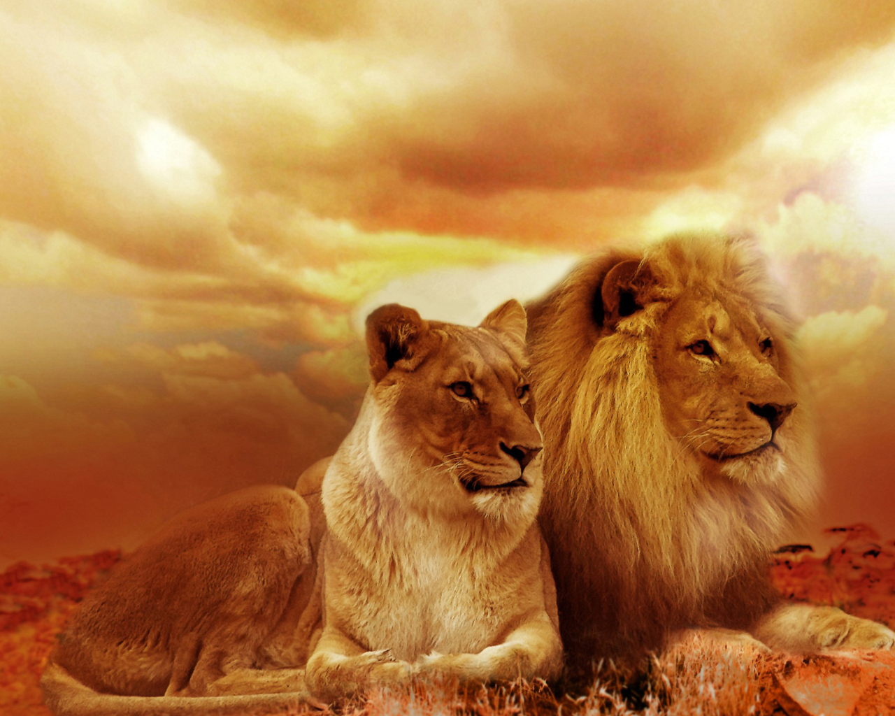 Лев и львица на фоне красивого неба в Африке