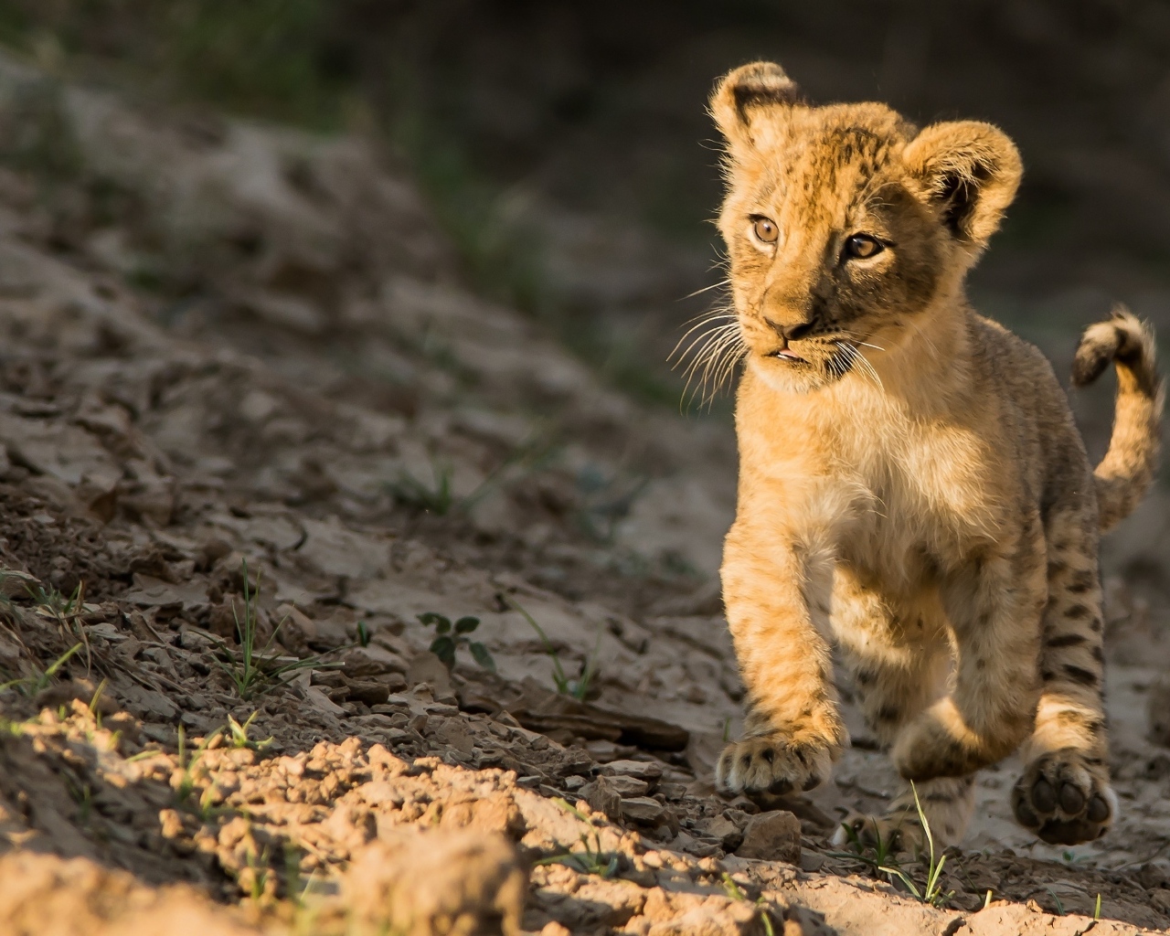 Маленький милый львенок бежит по земле