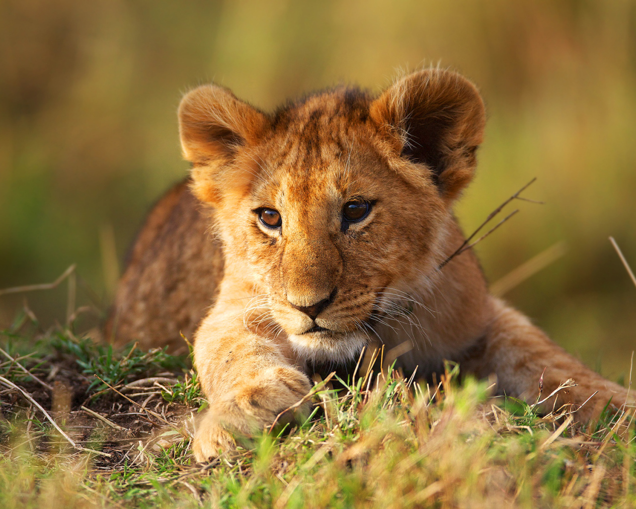 Маленький львенок лежит на зеленой траве