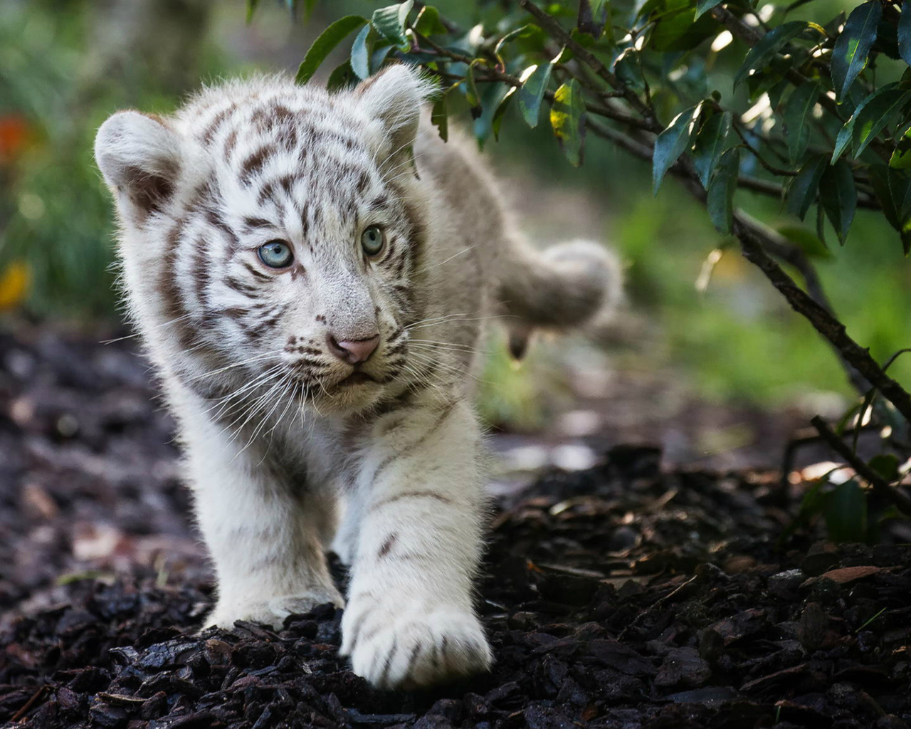 Маленький полосатый белый тигренок 