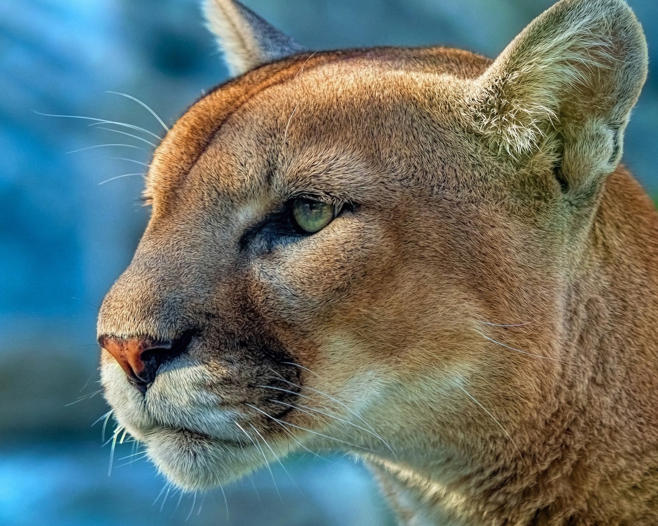 Морда зеленоглазой пумы крупным планом