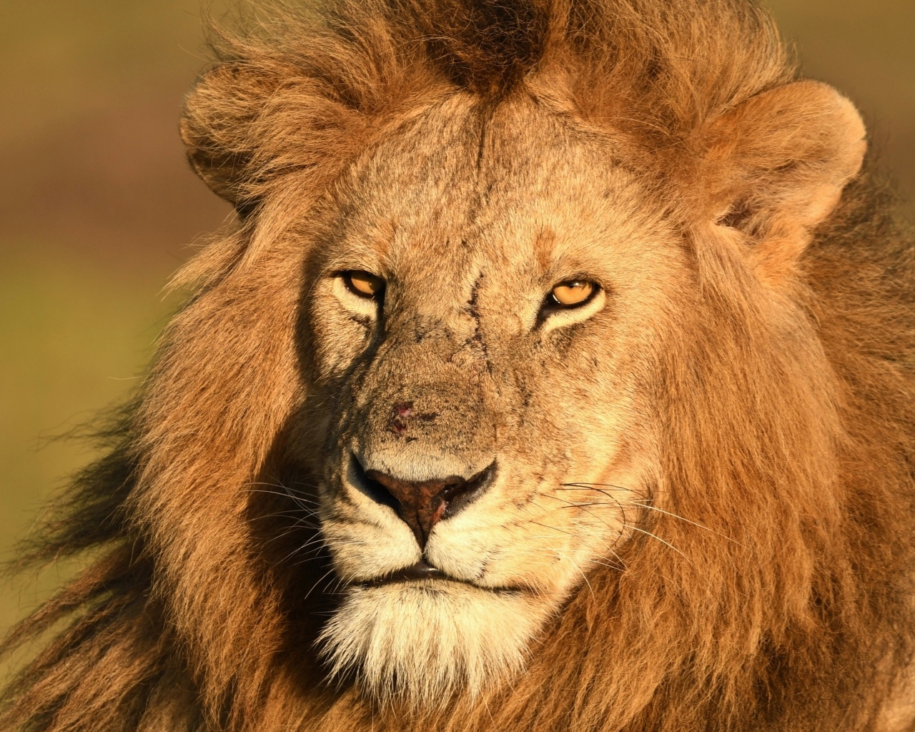 Морда большого хищного льва крупным планом