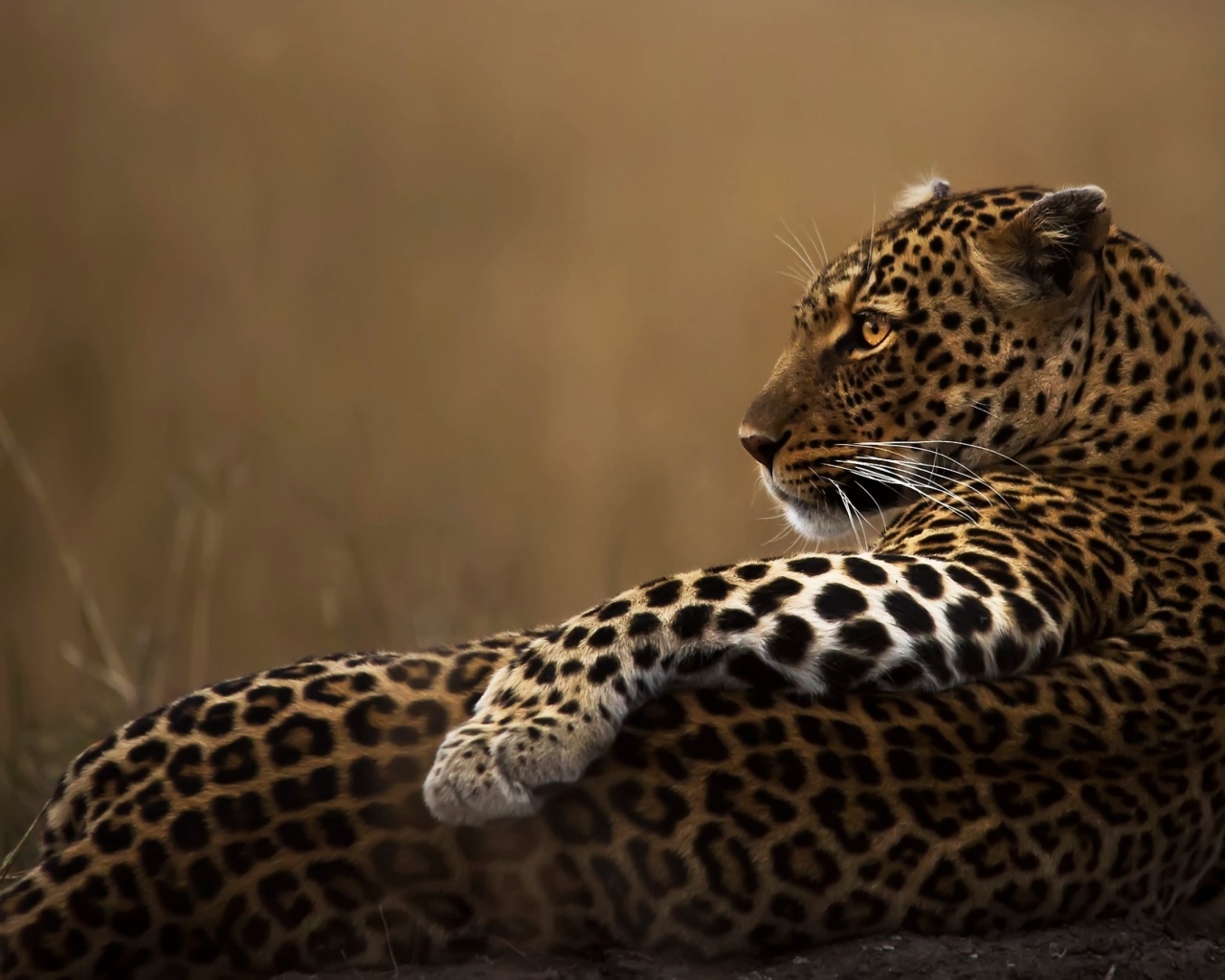 Пятнистый леопард лежит на камне