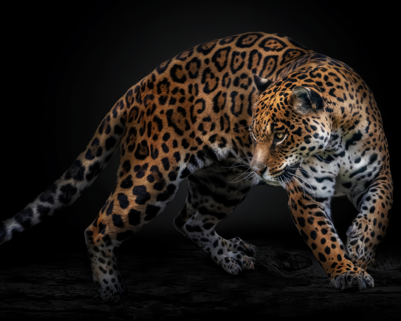 Пятнистый хищный ягуар на черном фоне