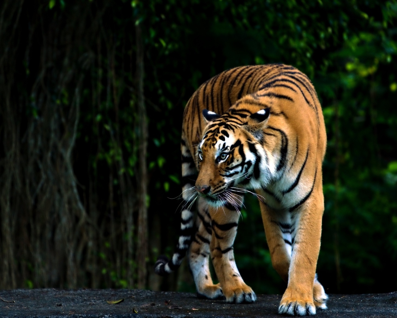 Полосатый бенгальский тигр в зоопарке
