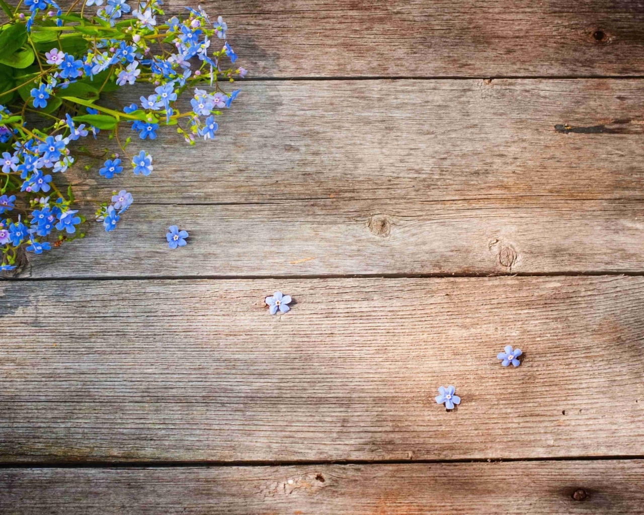 Голубые цветы незабудки на деревянном фоне