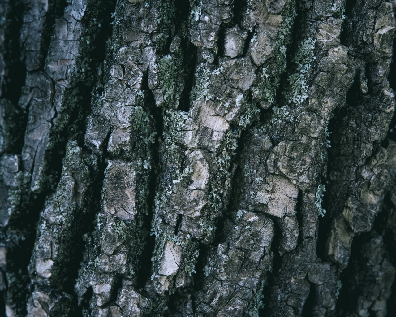 Старая кора дерева для фона