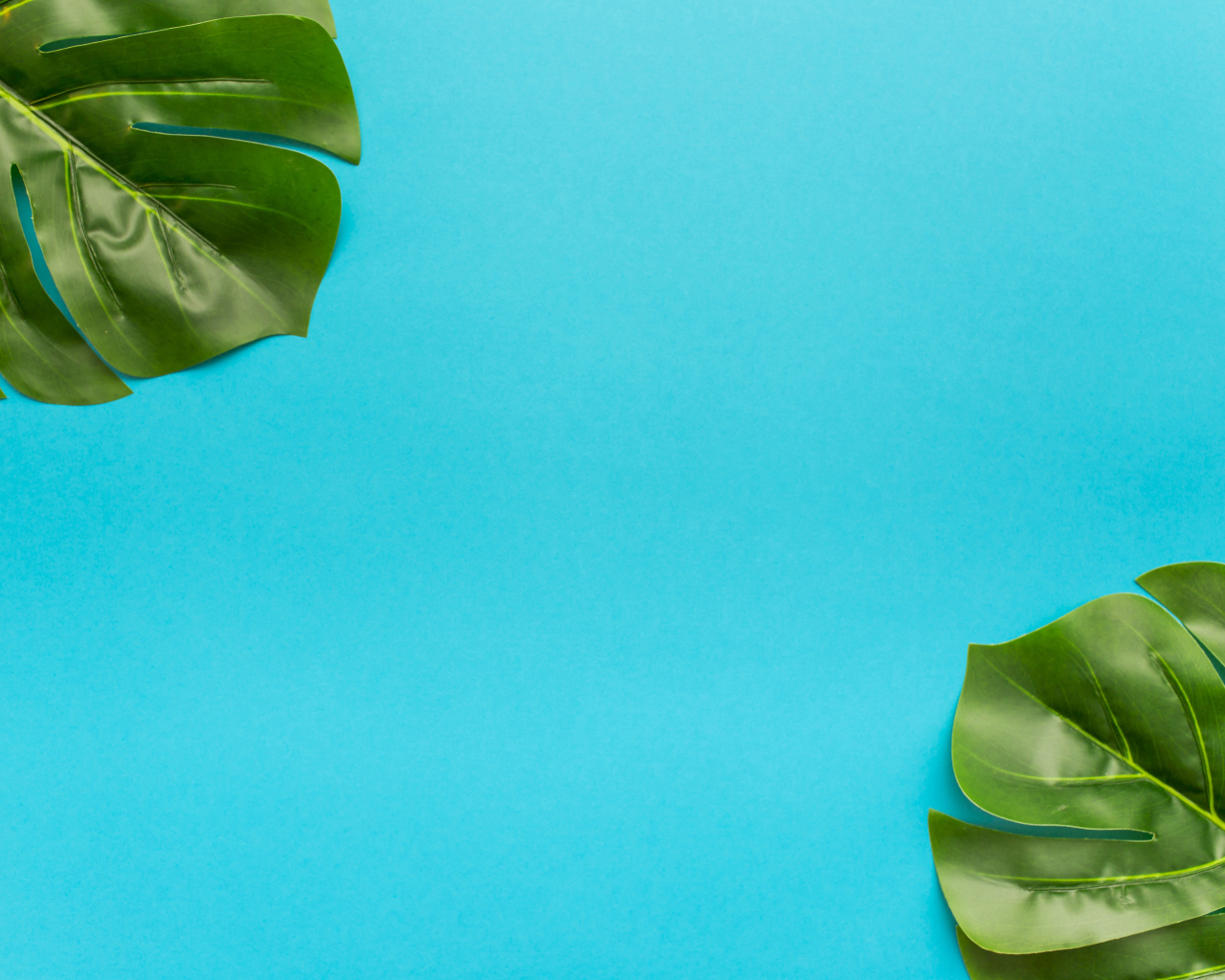 Два зеленых листа на голубом фоне