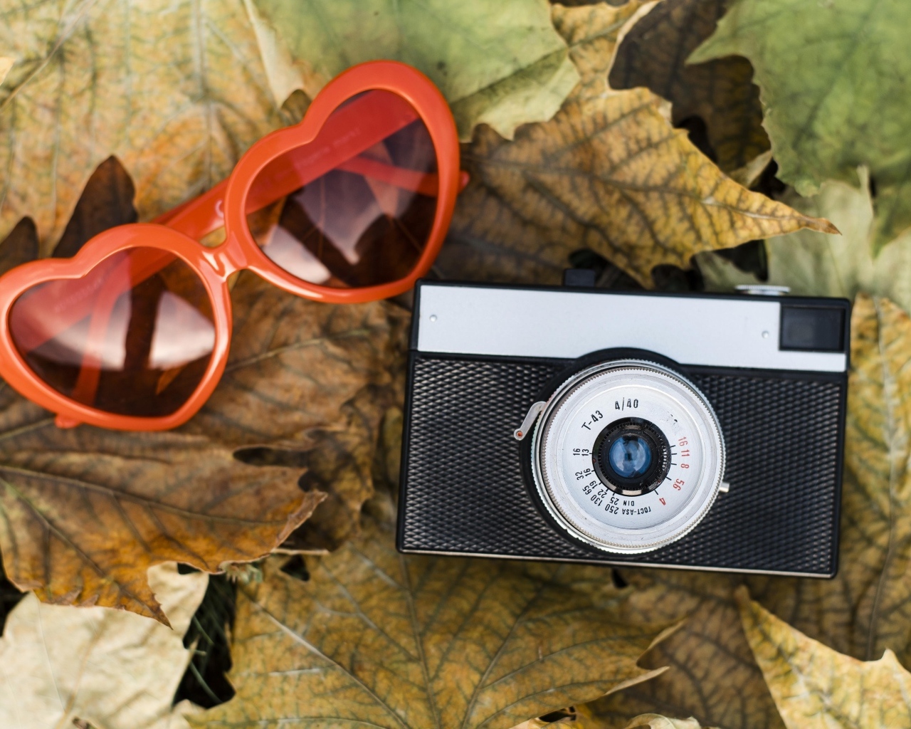 Фотоаппарат с очками на опавшей листве