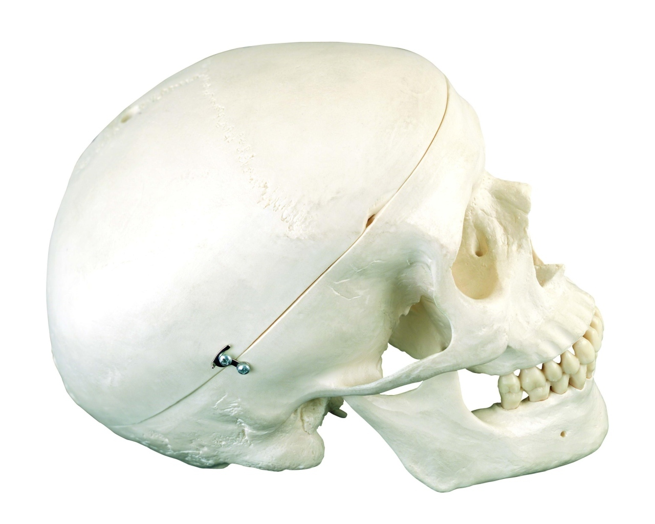 Шкатулка из черепа человека на белом фоне