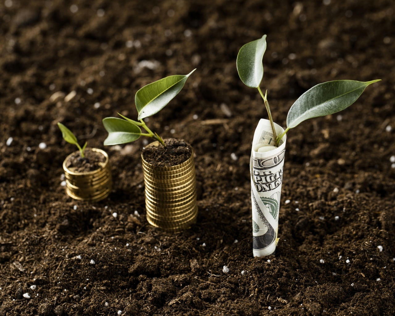 Ростки прорастают с денег на земле