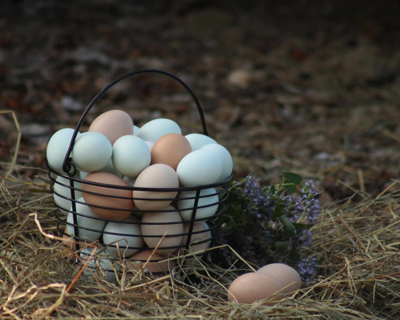 Корзина домашних куриных яиц на сене