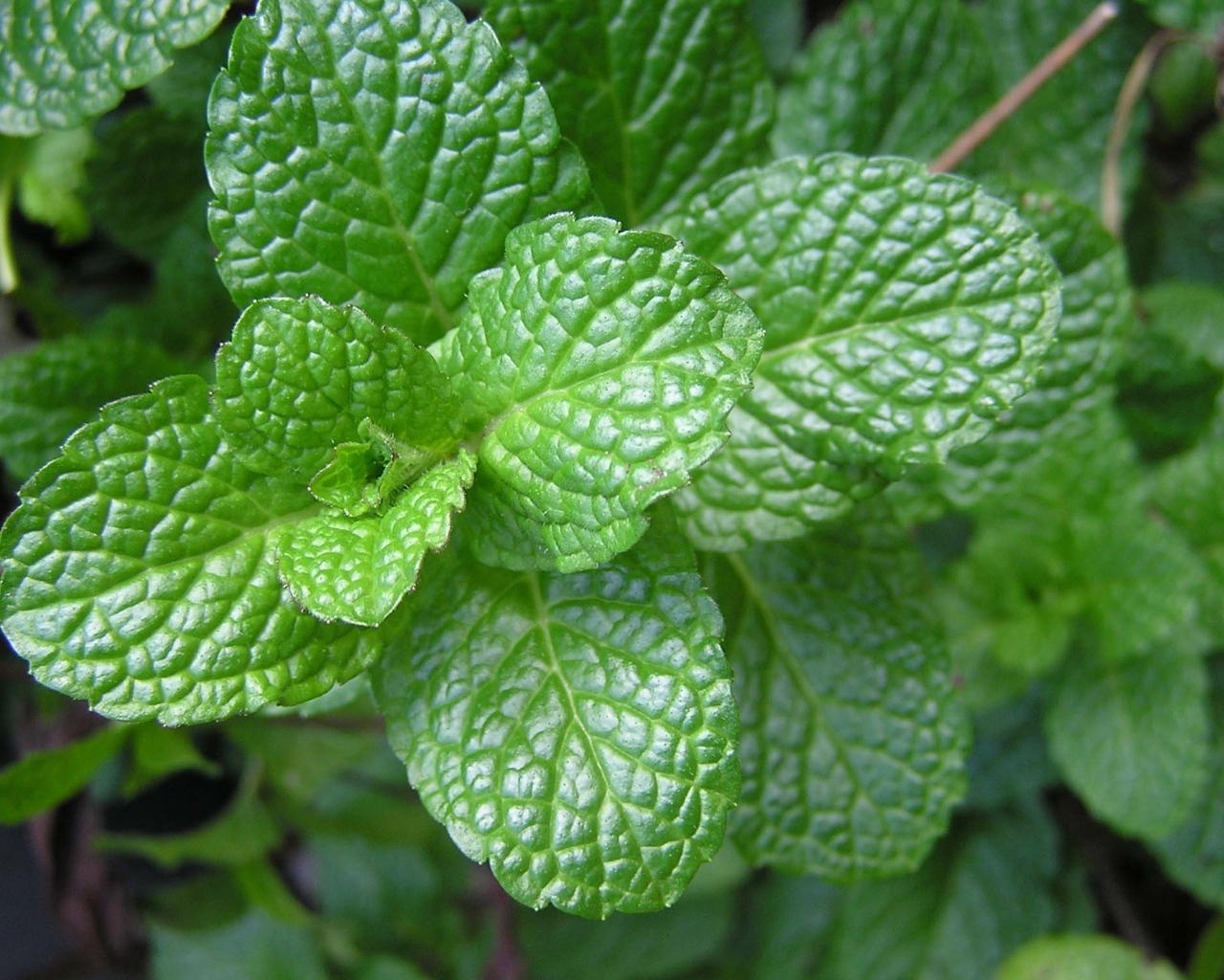 Ароматная свежая зеленая мята крупным планом