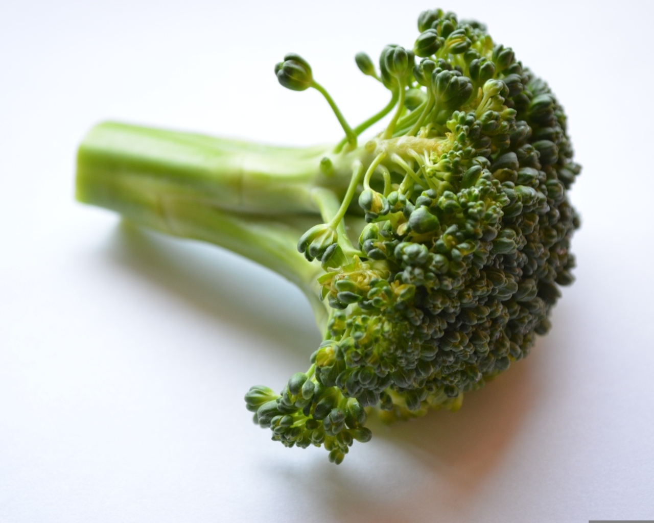 Свежее зеленое брокколи на сером фоне