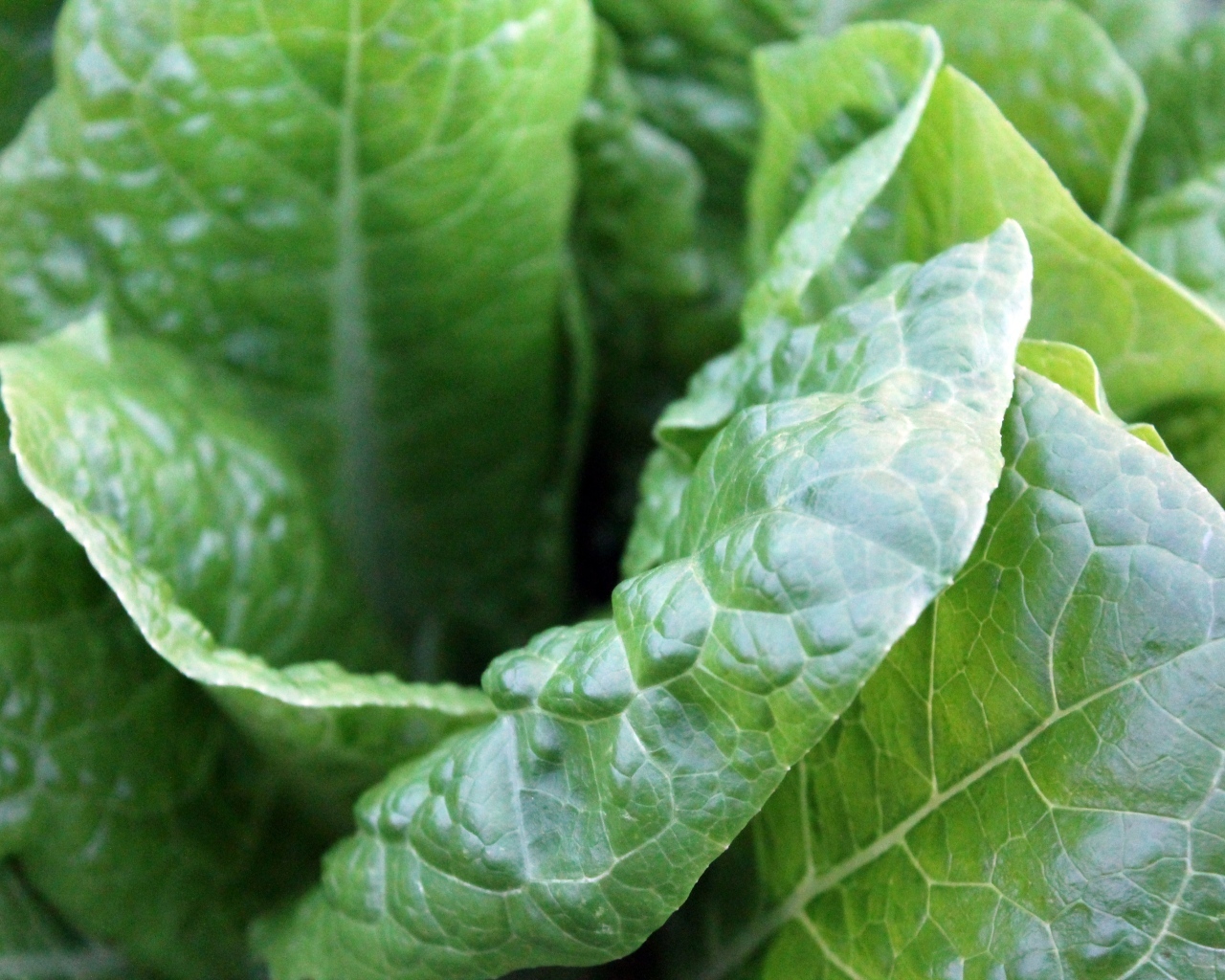 Зеленые листья растения крупным планом