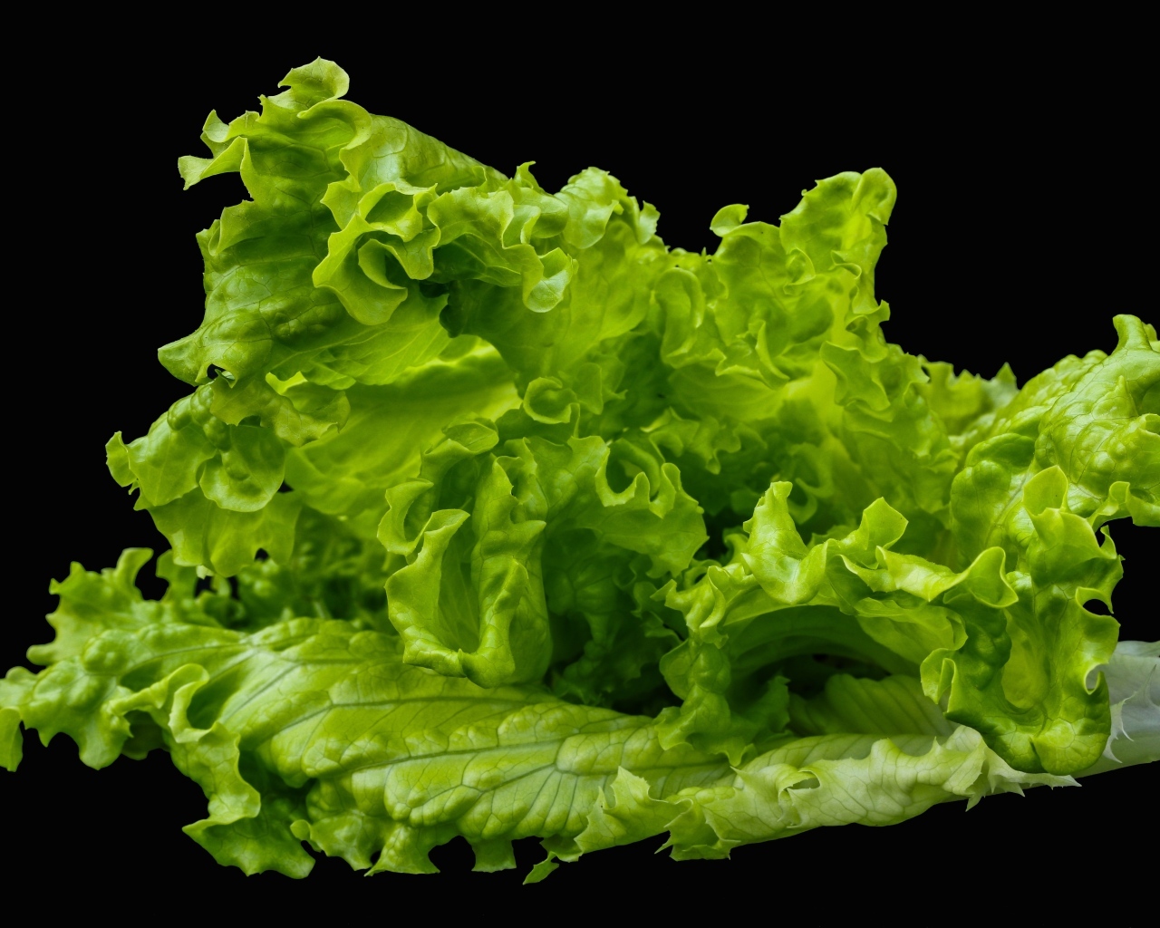 Зеленые листья салата на черном фоне крупным планом