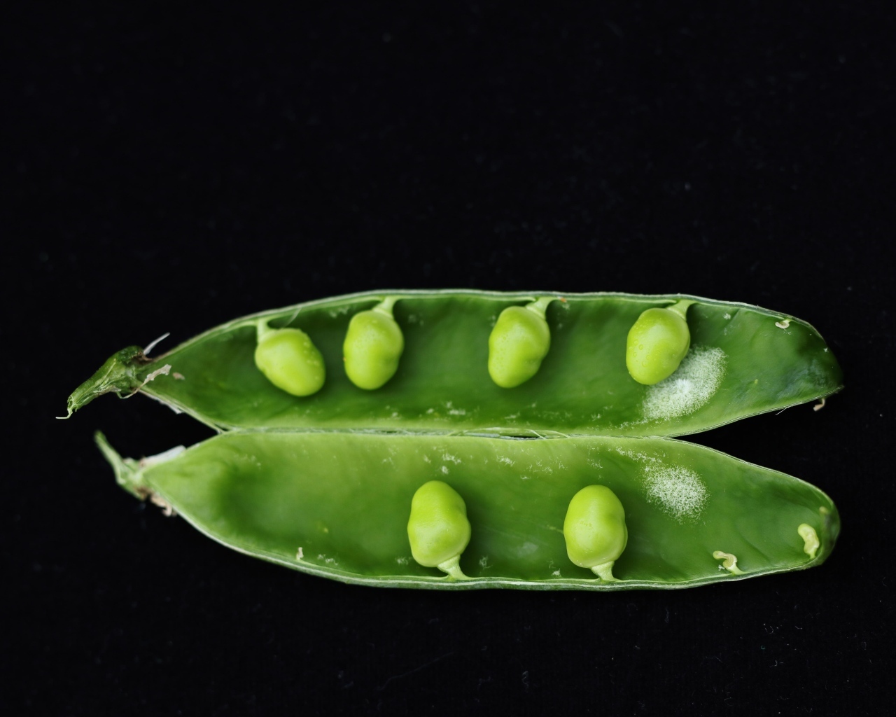 Зеленый горох на черном фоне