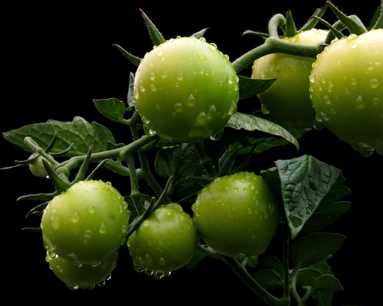 Зеленые помидоры на ветке в каплях воды