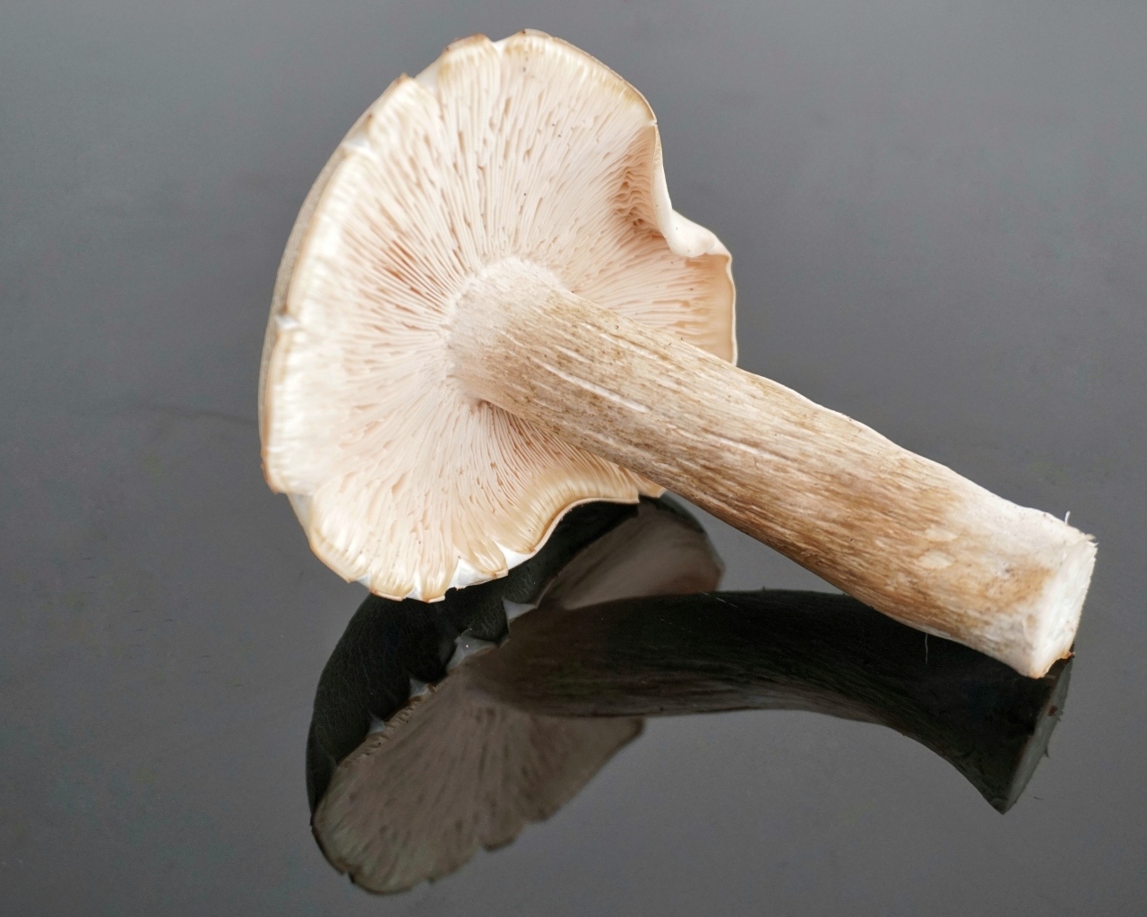 Большой лесной гриб на сером столе