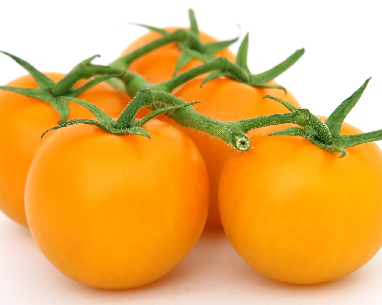 Оранжевые помидоры на ветке на белом фоне