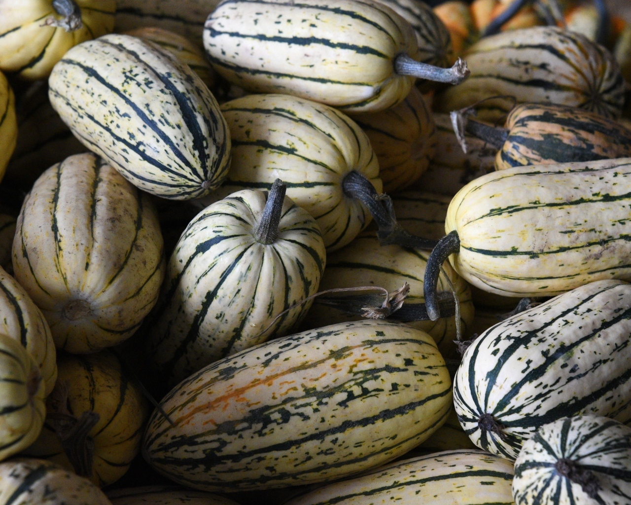 Полосатая маленькая тыква крупным планом