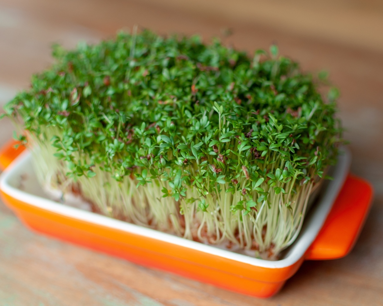 Кресс салат в посуде на столе