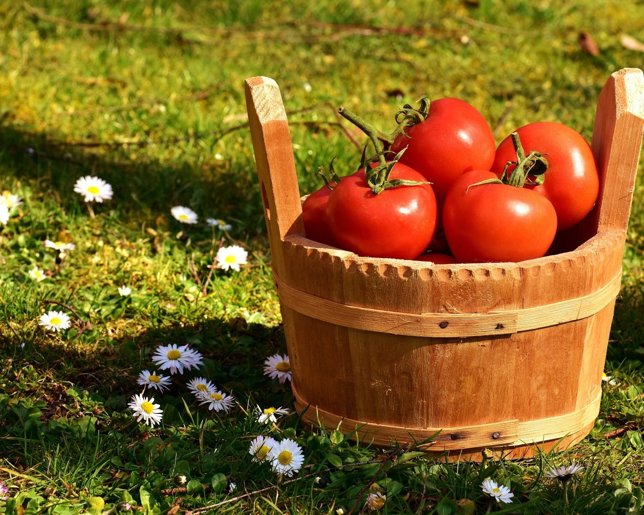 Деревянное ведро с красными помидорами на траве