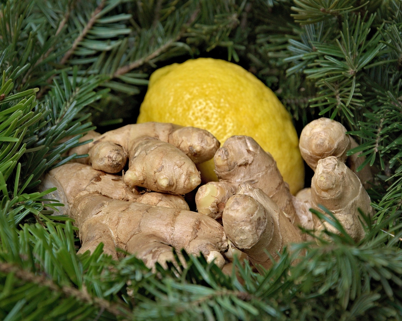 Имбирь с лимоном в еловых ветках