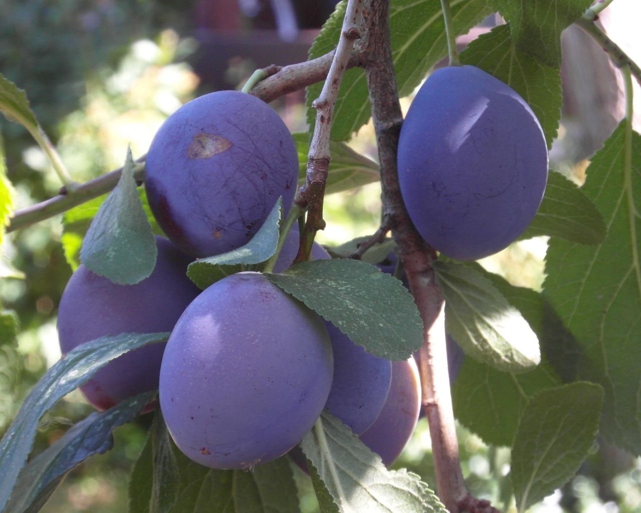 Большие синие сливы на ветках дерева