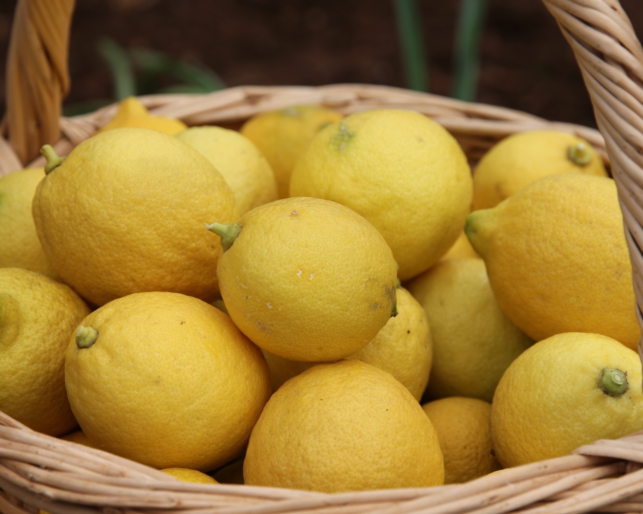 Много спелых желтых лимонов в корзине на столе