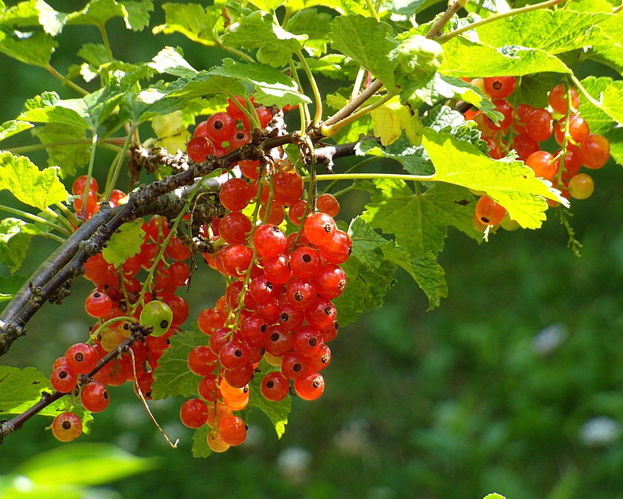 Красная спелая смородина на кусту