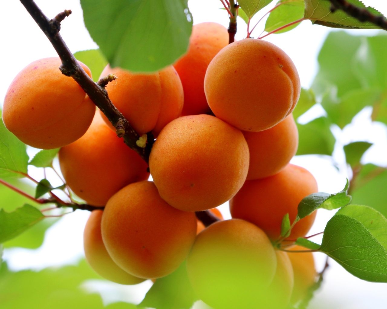 Спелые оранжевые абрикосы на ветке