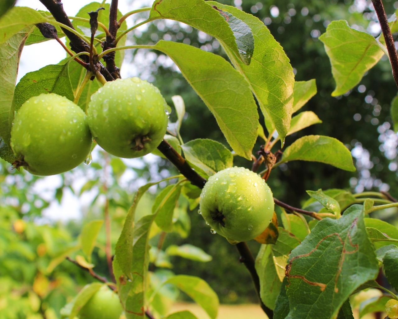 Мокрые зеленые яблоки на ветках