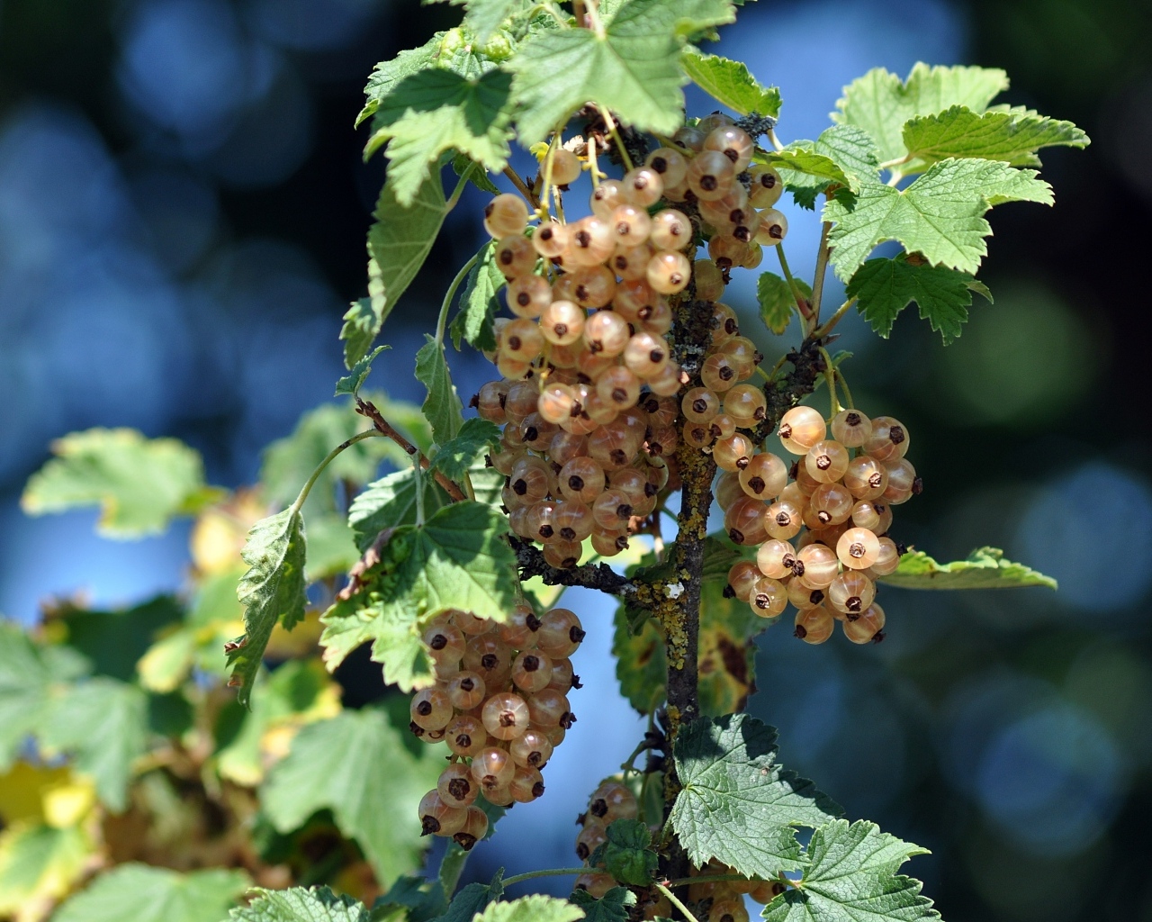 Ягоды белой смородины на ветке