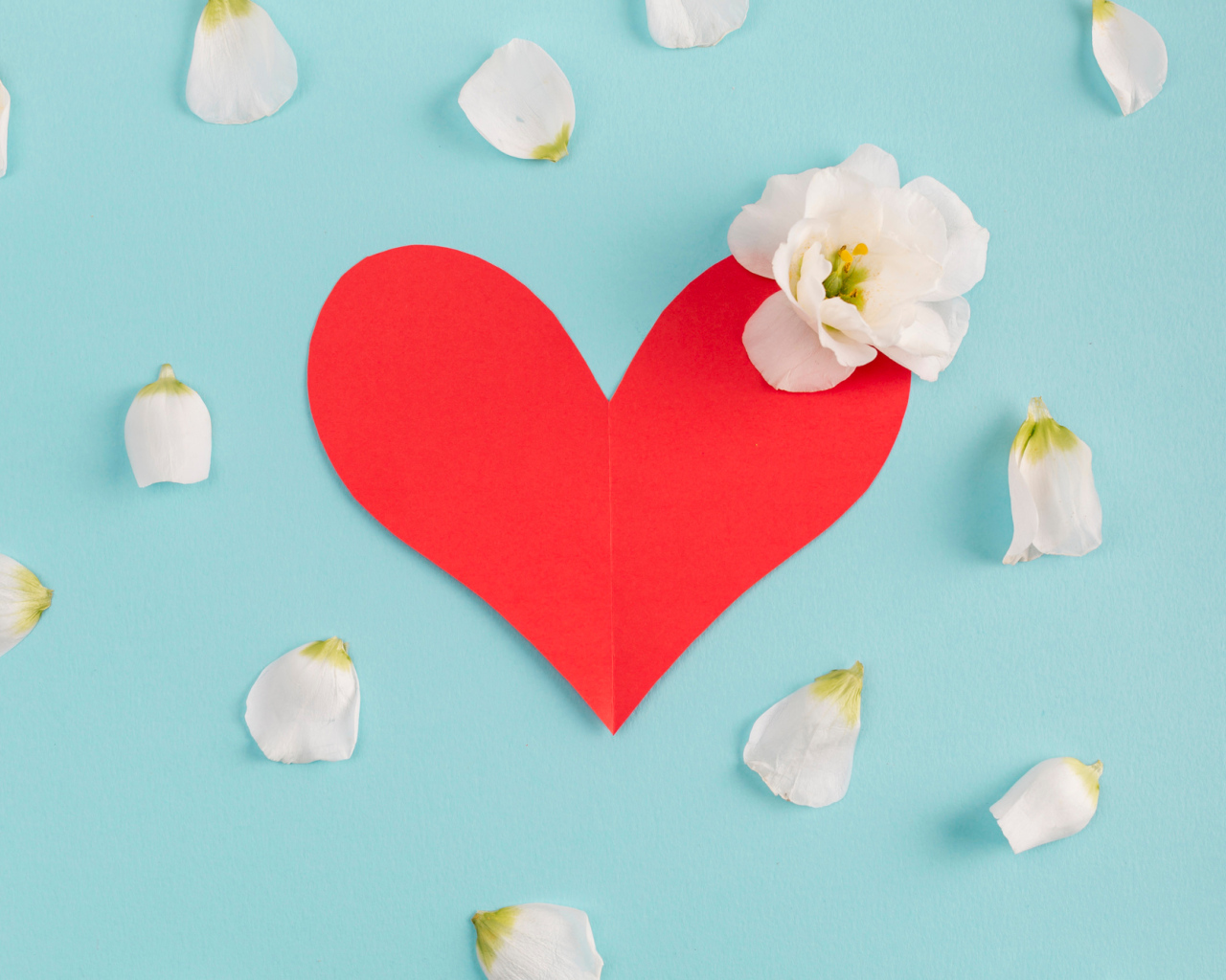 Красное сердце с белыми лепестками на голубом фоне