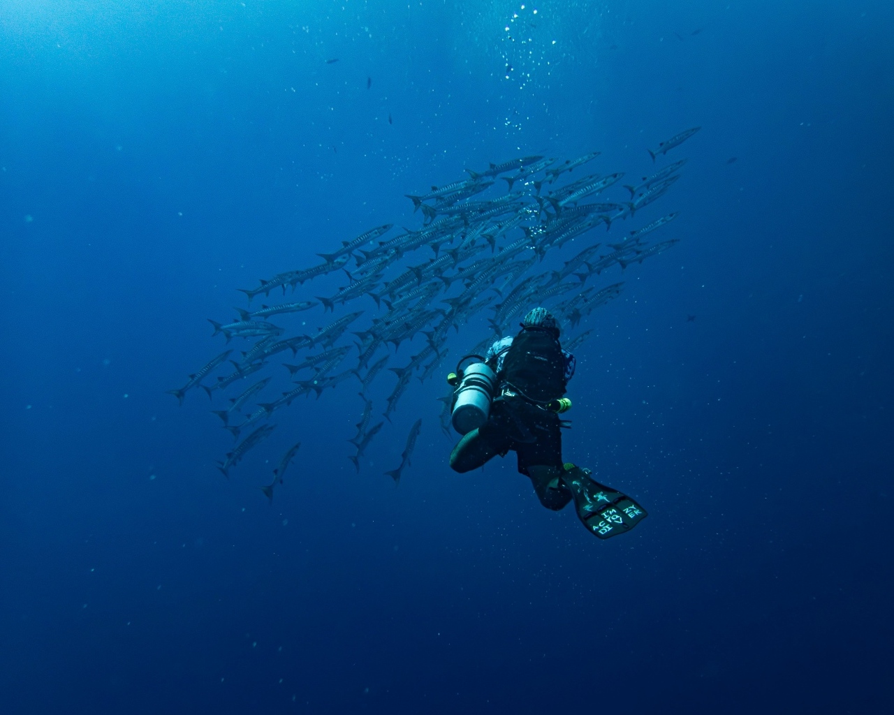 Дайвер плавает под водой с рыбами