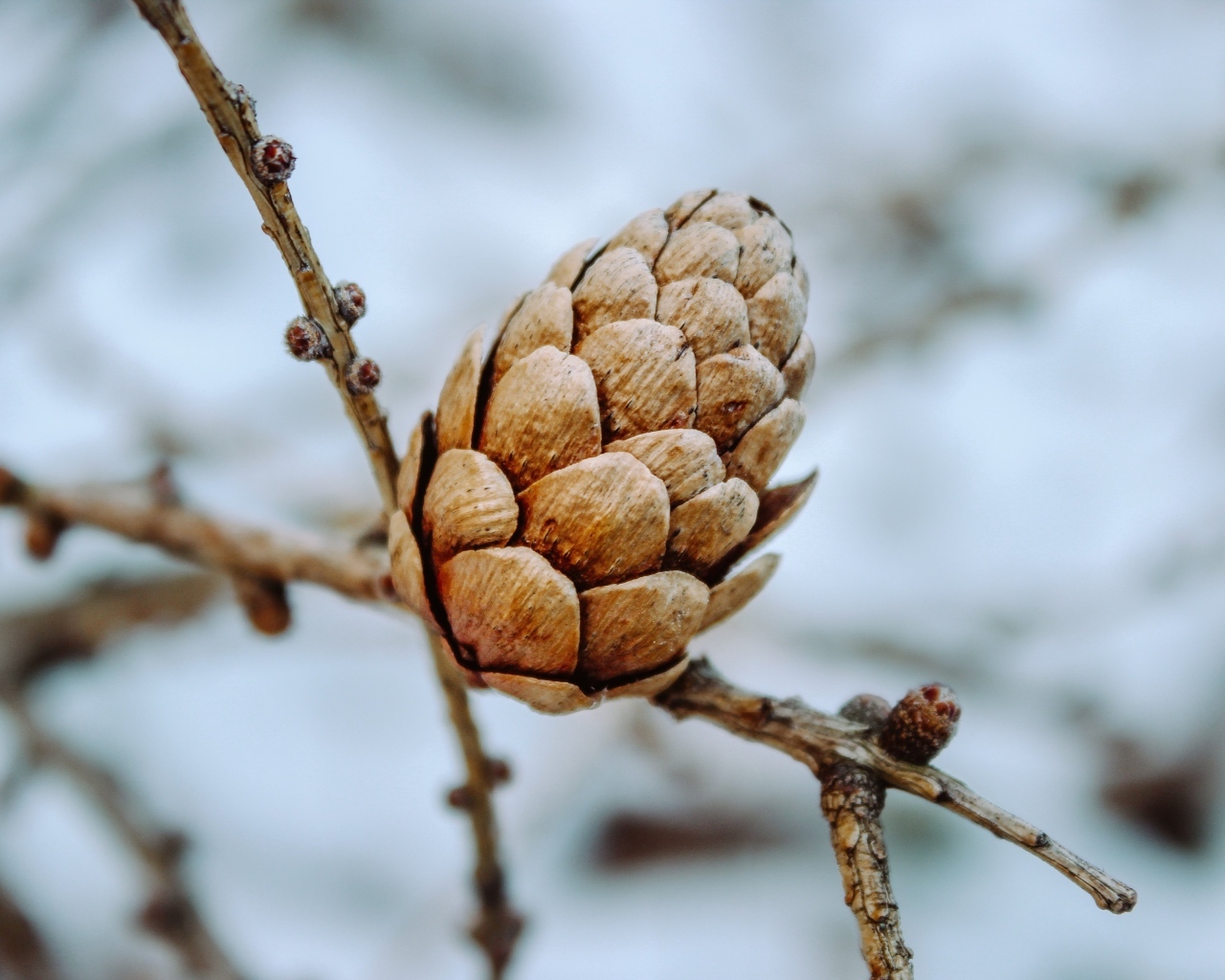 Большая коричневая шишка на ветке дерева