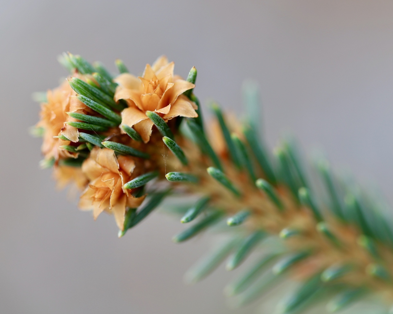 Зеленая еловая ветка с цветами