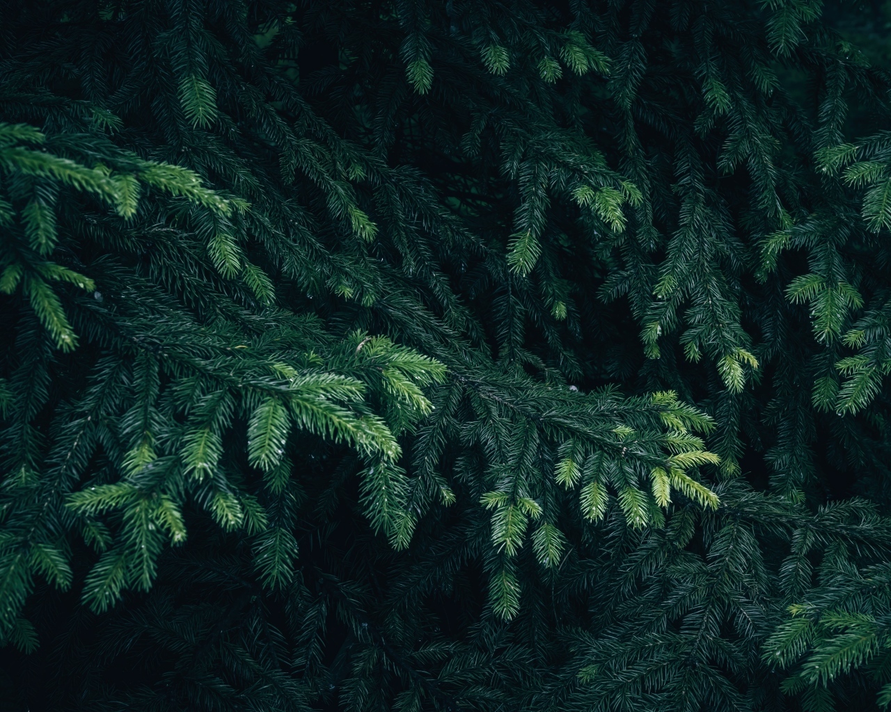 Зеленые еловые ветки крупным планом