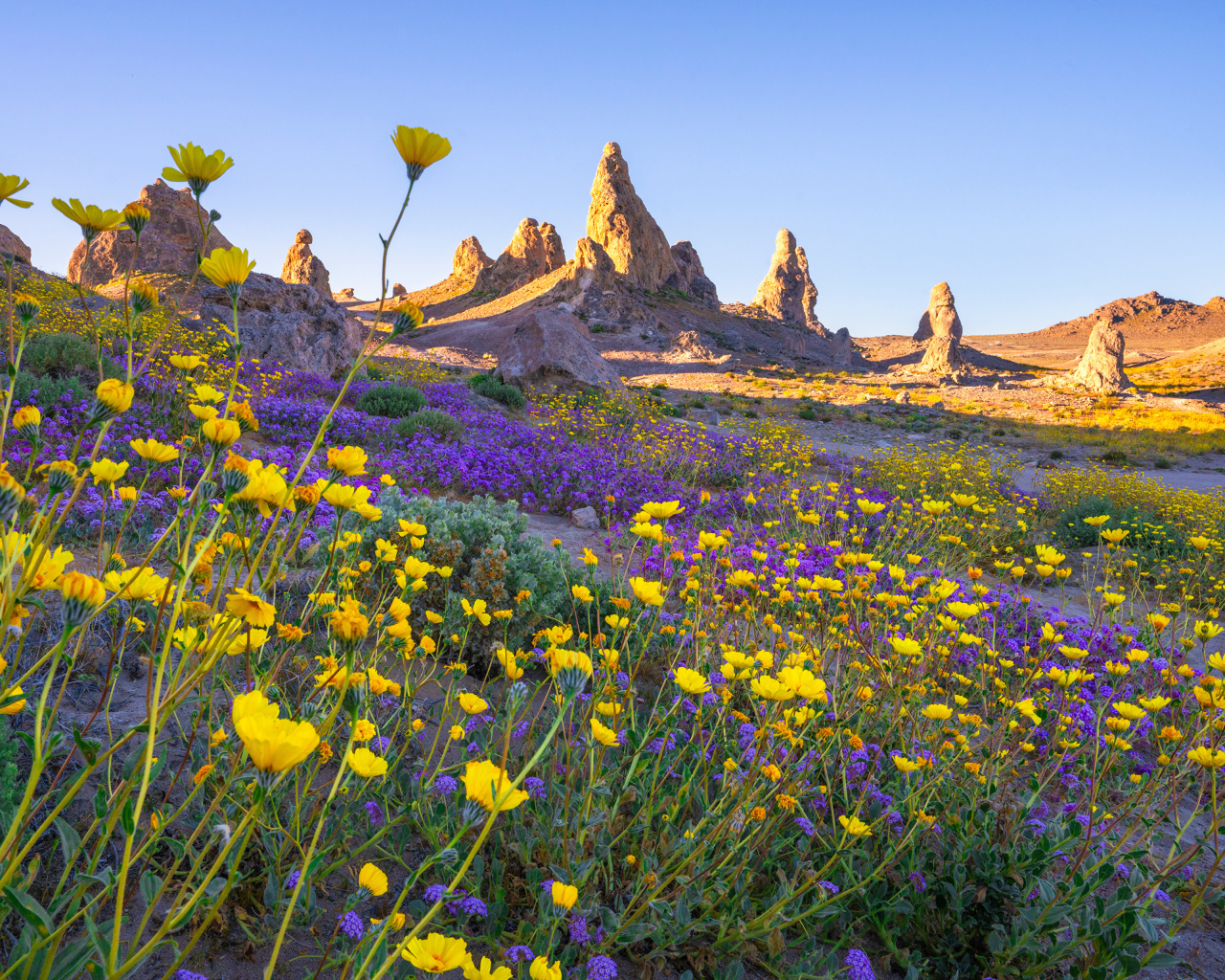 Много цветов на поляне в горах