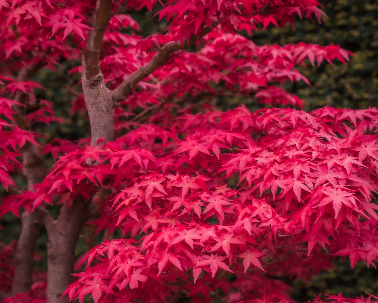 Красные листья клена на дереве осенью