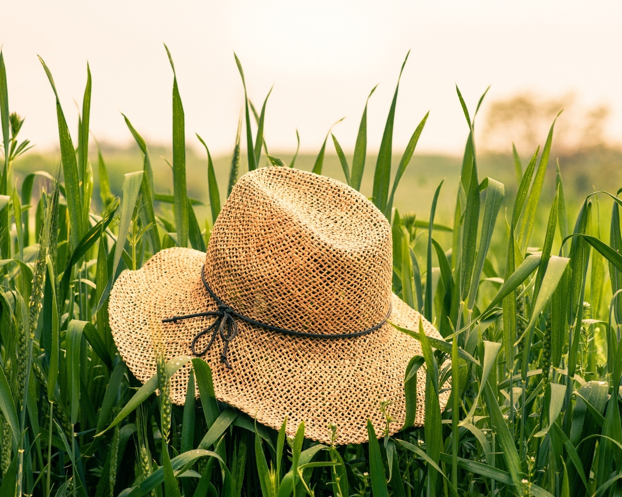 Соломенная шляпа на поле с зелеными колосьями пшеницы