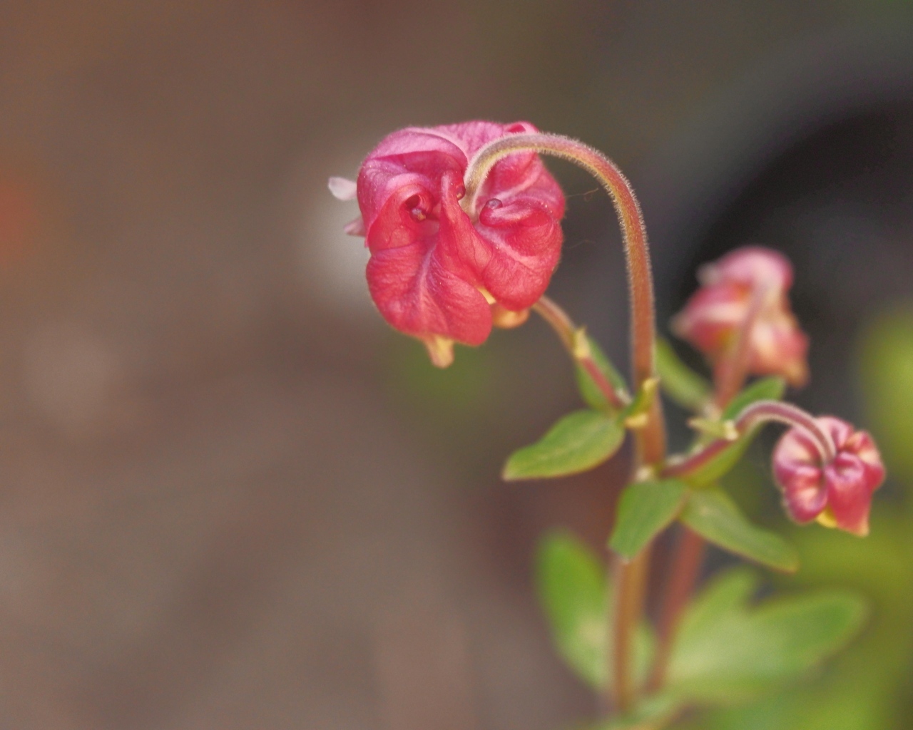 Распускающийся розовый цветок
