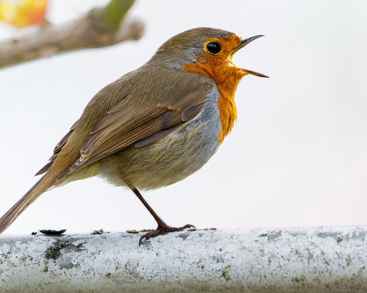 Маленькая европейская малиновка сидит на ветке
