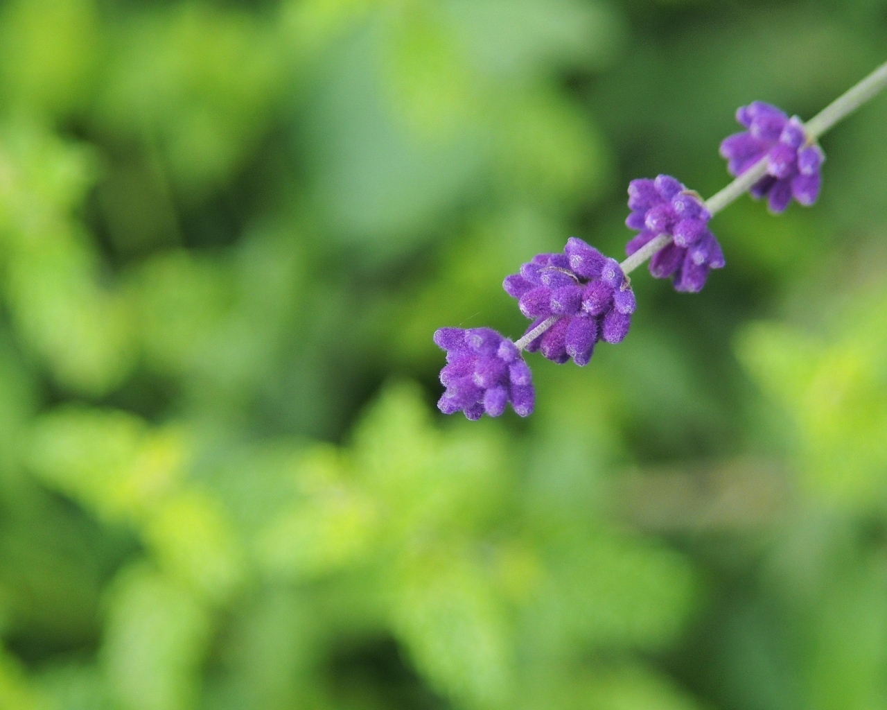 Веточка с фиолетовыми цветами лаванды